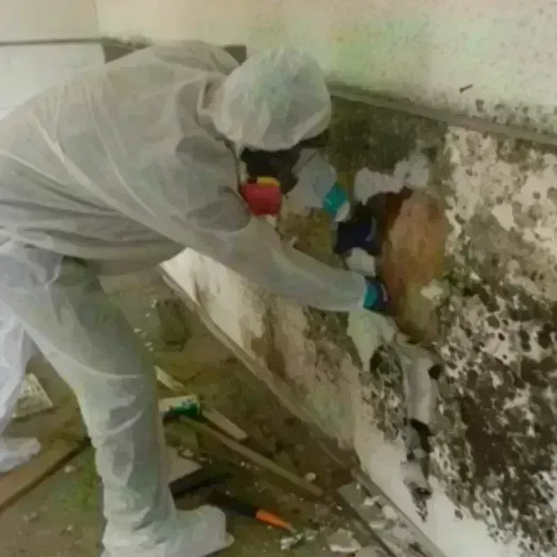 Mold Remediation and Removal in Ludlow, KY